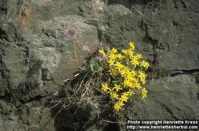 Photo: Sedum acre.