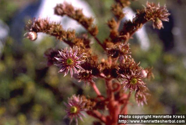 Photo: Sempervivum tectorum 1.