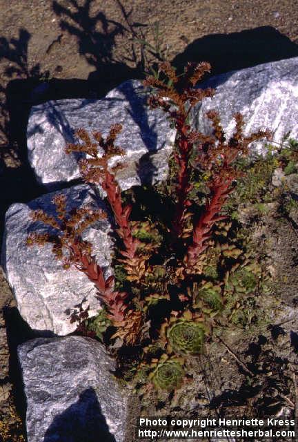 Photo: Sempervivum tectorum.