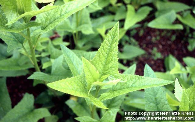 Photo: Senecio suaveolens.