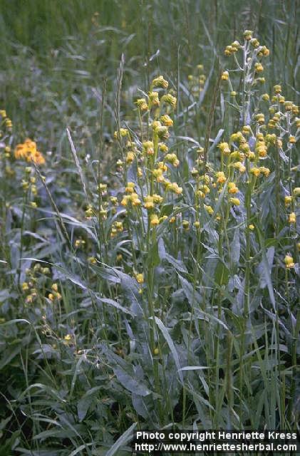 Photo: Senecio.