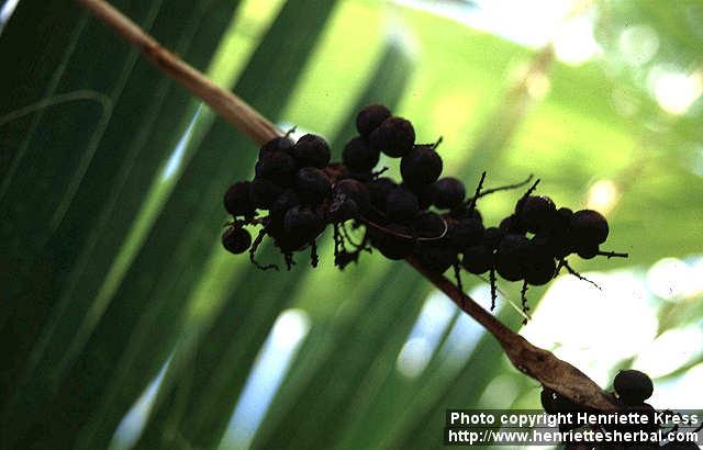 Photo: Serenoa repens.