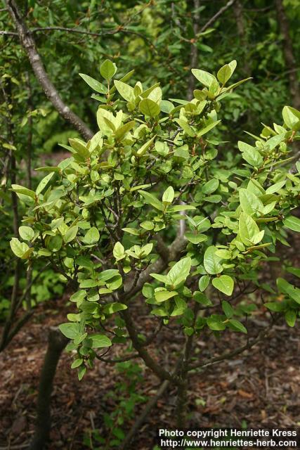 Photo: Shepherdia canadensis 1.