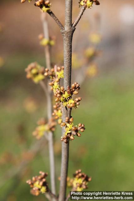 Photo: Shepherdia canadensis 2.