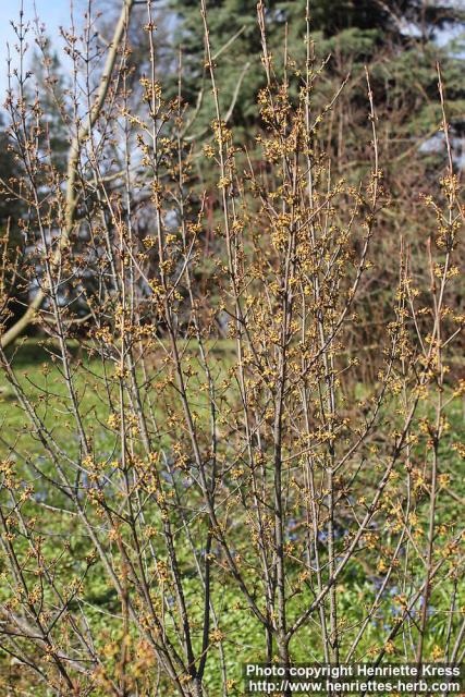 Photo: Shepherdia canadensis 3.