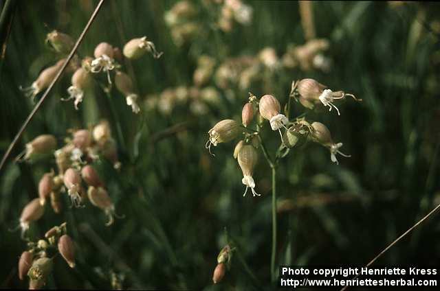 Photo: Silene vulgaris.