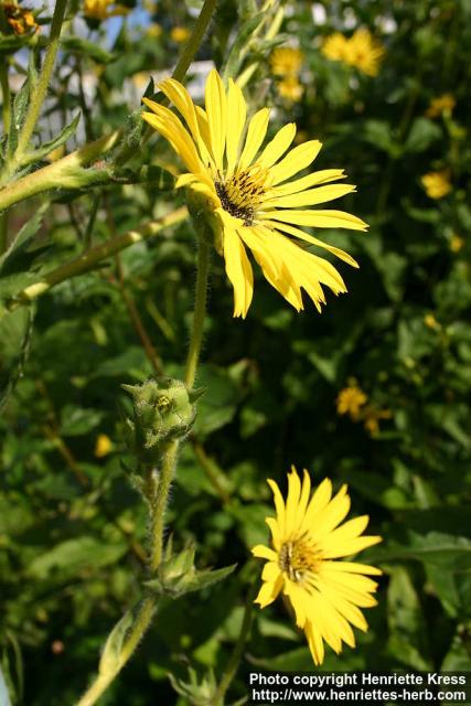 Photo: Silphium laciniatum 1.