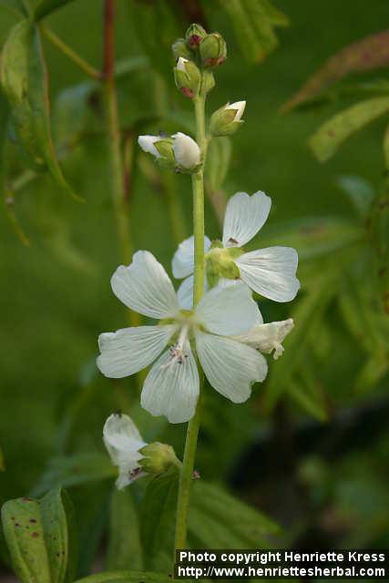 Photo: Sidalcea candida 3.