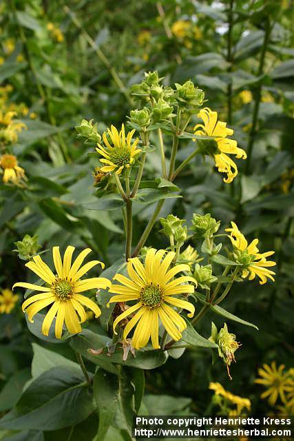 Photo: Silphium integrifolium 4.