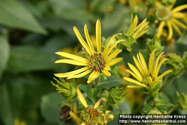 Photo: Silphium integrifolium 5.