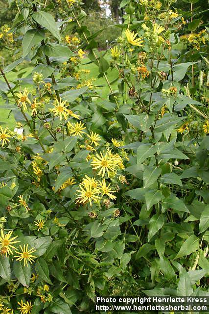 Photo: Silphium integrifolium 6.