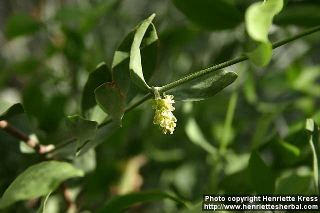 Photo: Simmondsia chinensis 5.