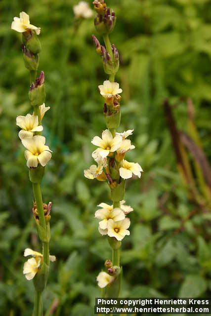 Photo: Sisyrinchium striatum 5.