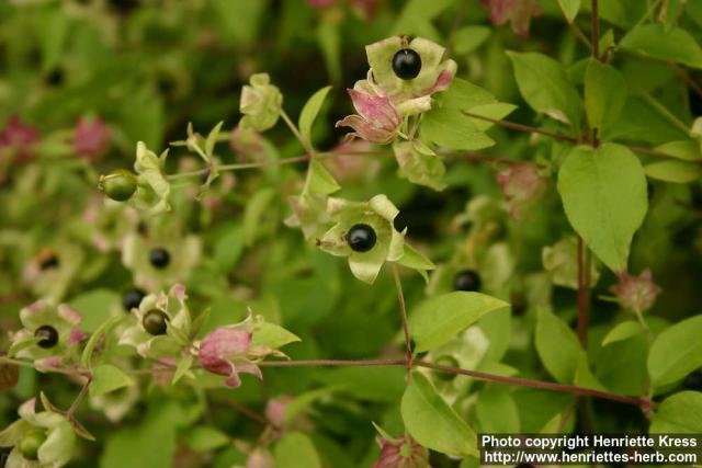 Photo: Silene baccifera 3.