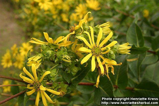 Photo: Silphium integrifolium 7.