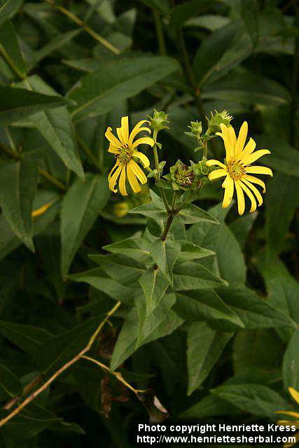 Photo: Silphium integrifolium 9.