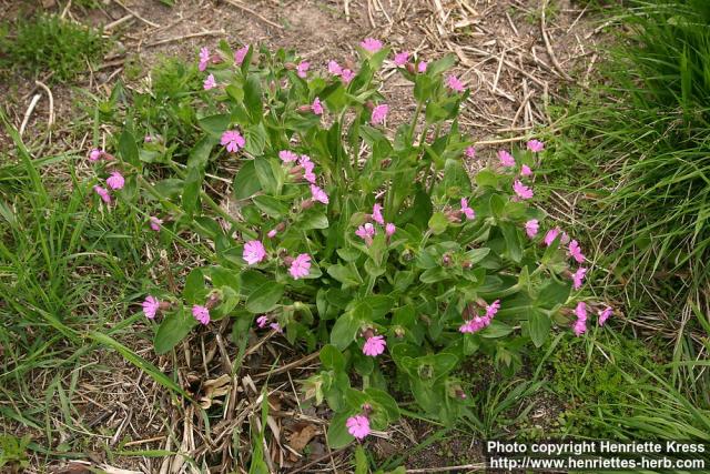 Photo: Silene dioica 4.