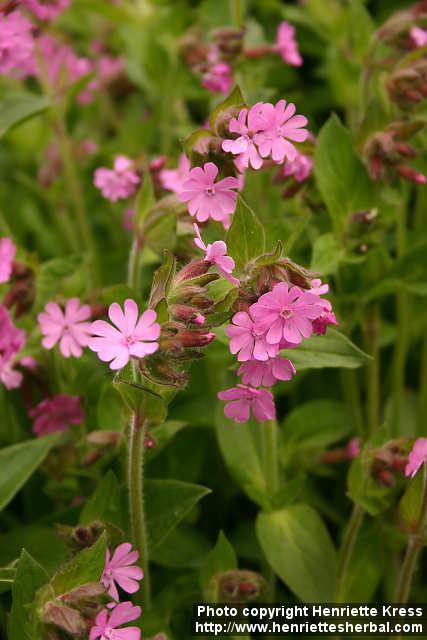 Photo: Silene dioica 5.