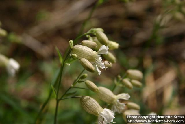 Photo: Silene vulgaris 5.