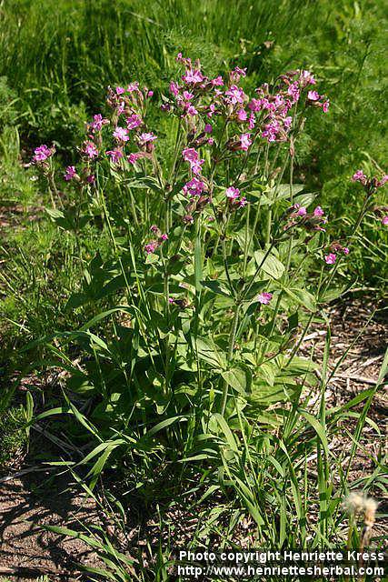 Photo: Silene dioica 10.