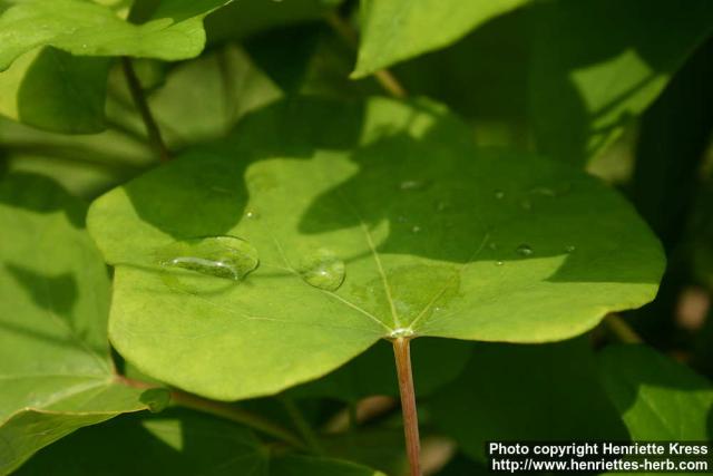 Photo: Sinomenium acutum 1.