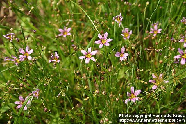 Photo: Sisyrinchium atlanticum 4.