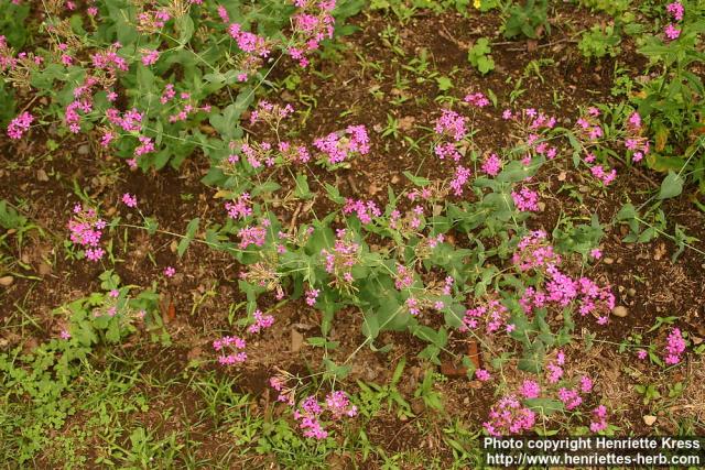 Photo: Silene armeria 0.