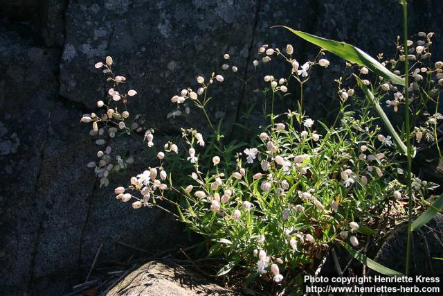 Photo: Silene vulgaris 6.