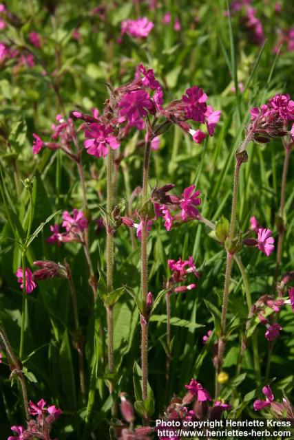 Photo: Silene dioica 13.