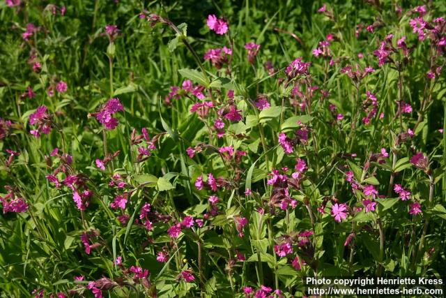 Photo: Silene dioica 14.