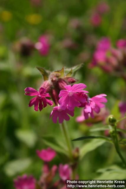 Photo: Silene dioica 16.