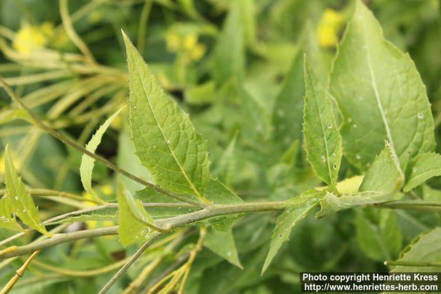 Photo: Sisymbrium luteum 1.