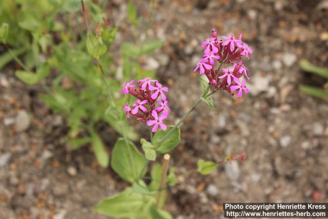 Photo: Silene armeria 3.