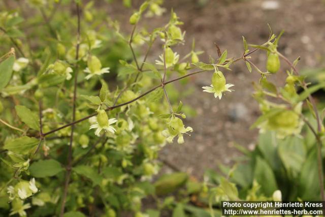 Photo: Silene baccifera 6.