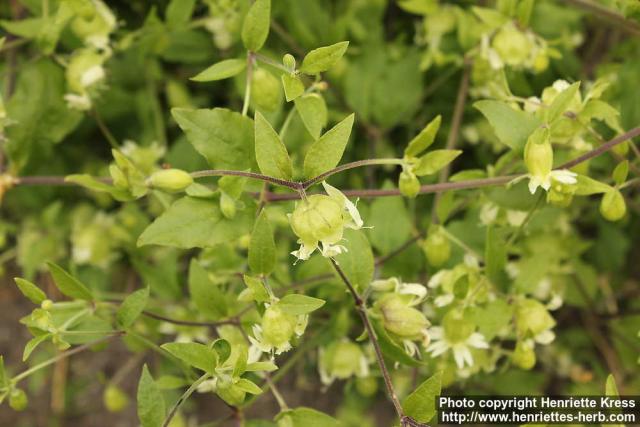 Photo: Silene baccifera 7.