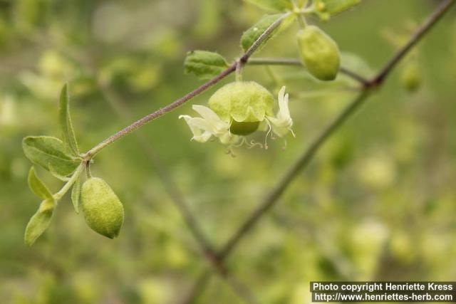 Photo: Silene baccifera 8.