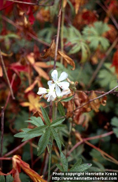 Photo: Sidalcea candida 1.