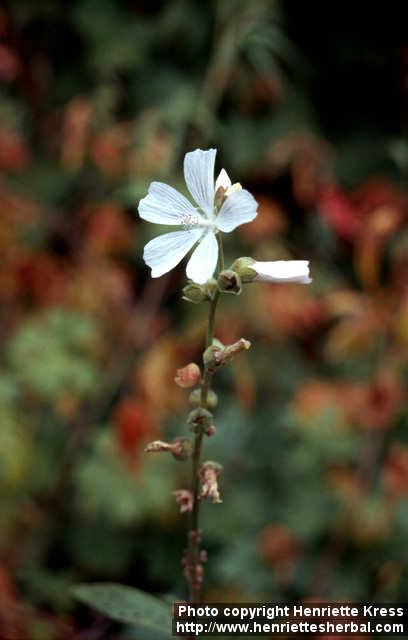 Photo: Sidalcea candida 2.