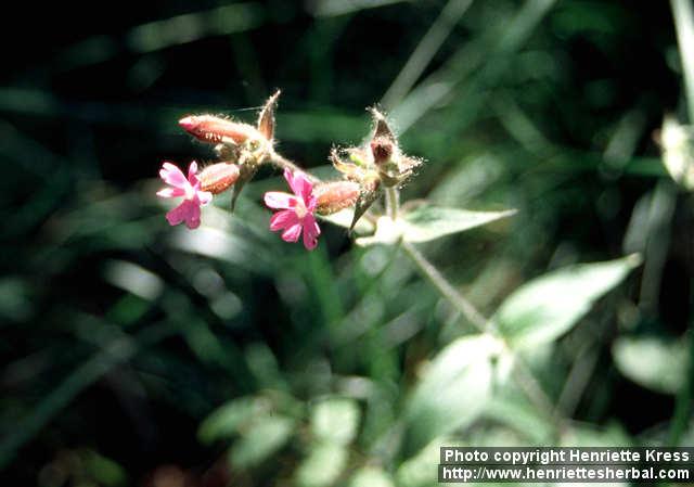 Photo: Silene dioica 1.