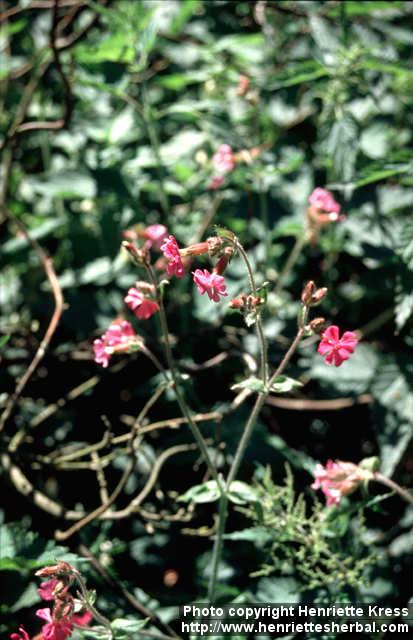 Photo: Silene dioica 2.