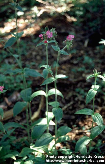 Photo: Silene dioica.