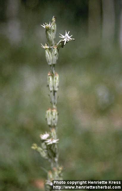 Photo: Silene vulgaris 3.