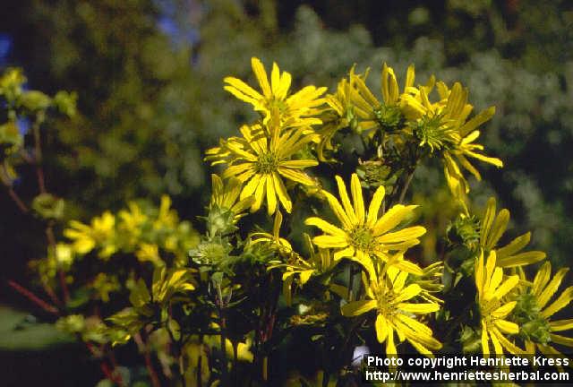 Photo: Silphium integrifolium 1.