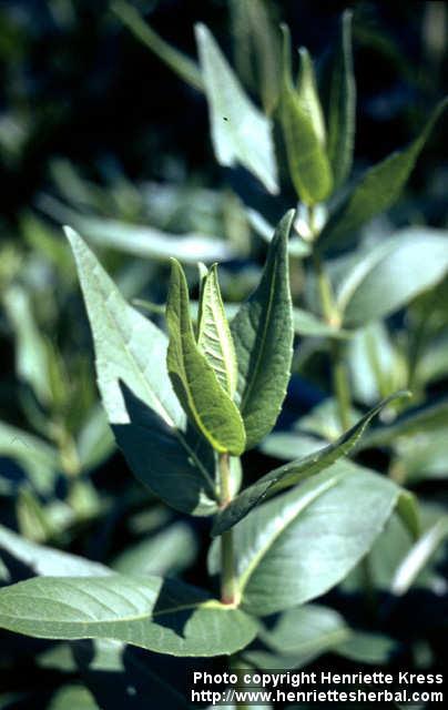 Photo: Silphium integrifolium 2.