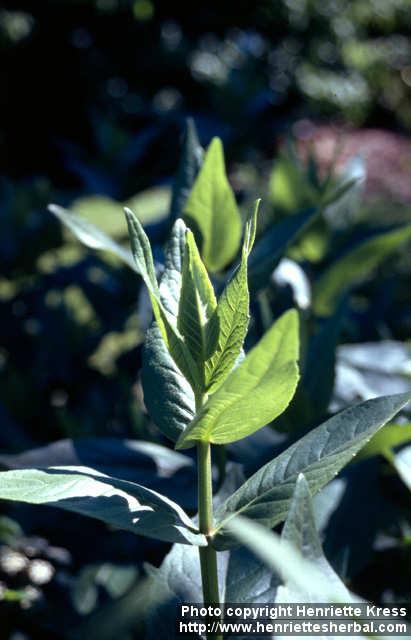 Photo: Silphium integrifolium 3.