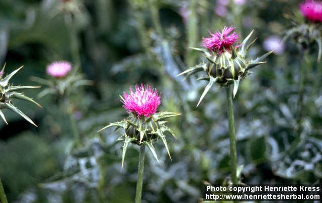 Photo: Silybum marianum 4.