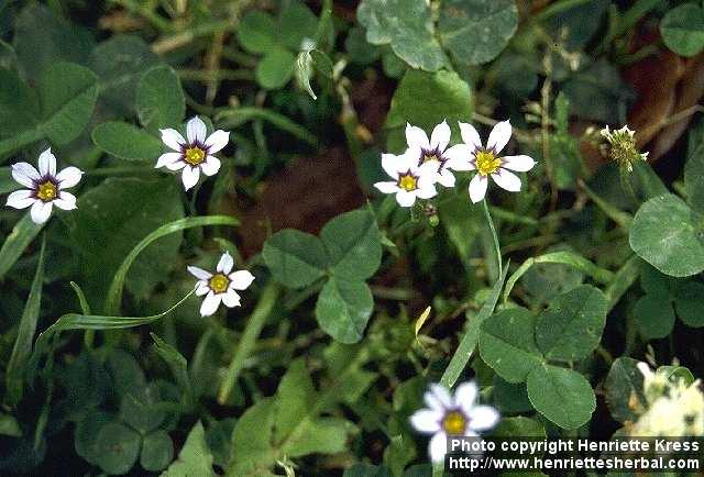 Photo: Sisyrinchium atlanticum 1.