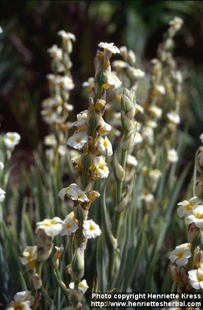 Photo: Sisyrinchium striatum 2.