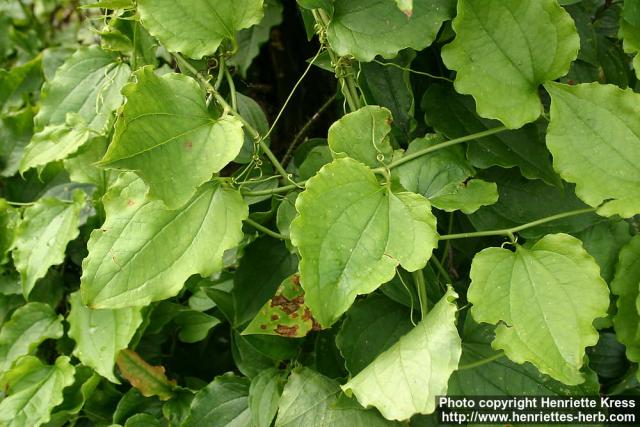 Photo: Smilax tamnoides 1.