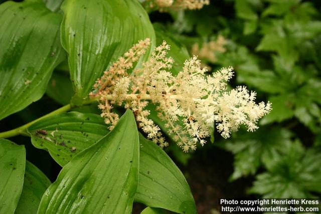 Photo: Smilacina racemosa 4.